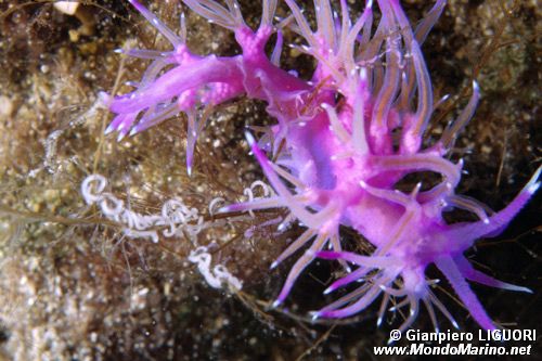 Flabellina rosa (Flabellina affinis)