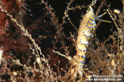 Cutona azzurra (Cuthona caerulea)