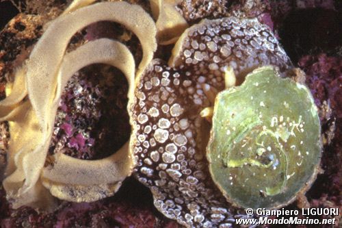 Lumaca ad ombrello (Umbraculum umbraculum)