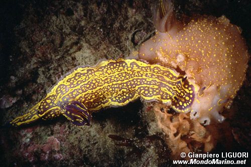 Doride dipinto (Hypselodoris picta)