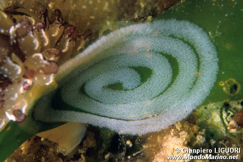 Opistobranco (Opistobranco sp.)