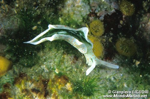 Lumachina verde (Elysia timida)
