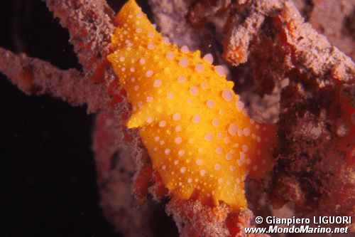 Fillidia mediterranea (Phyllidia flava)