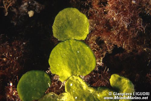 Fico d'India marino (Halimeda tuna)