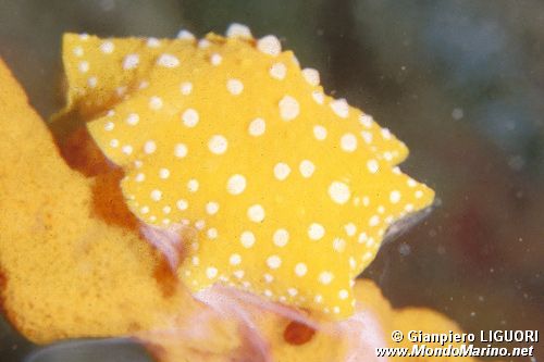 Fillidia mediterranea (Phyllidia flava)