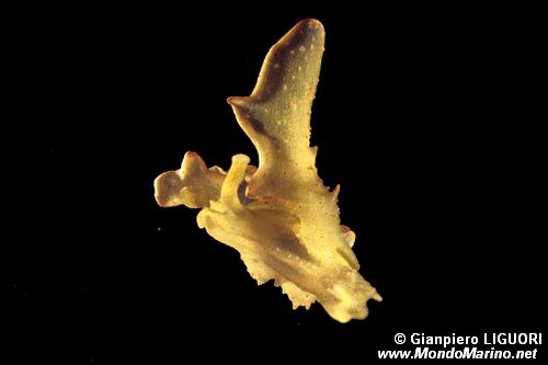 Mollusco (Lobiger serradifalci)