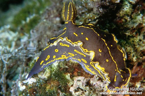 Doride dipinto (Hypselodoris picta)