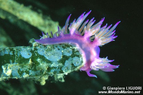 Flabellina rosa (Flabellina affinis)