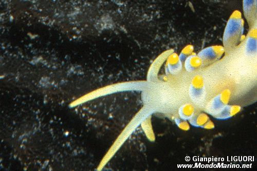 Cutona azzurra (Cuthona caerulea)