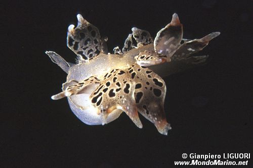 Fimbria (Tethys fimbria)
