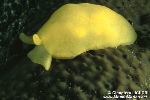 Bertellina di Edwards (Berthellina edwardsi)