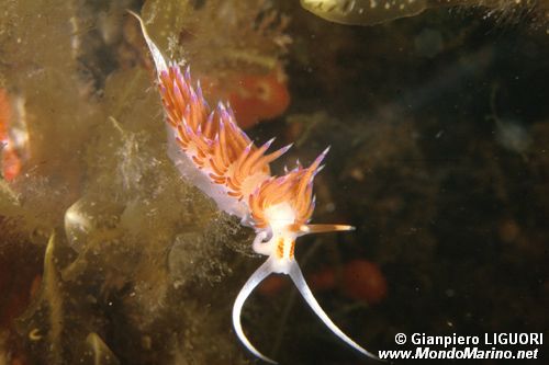 Cratena (Cratena peregrina)