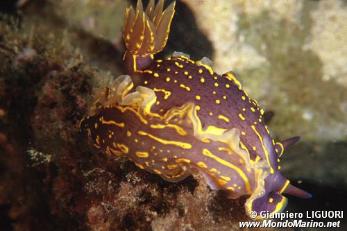 Doride dipinto (Hypselodoris picta)