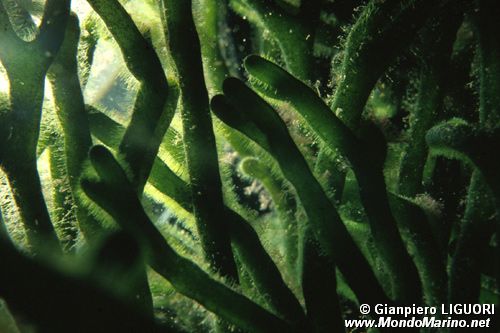 Alga a candelabro verde (Codium fragile)