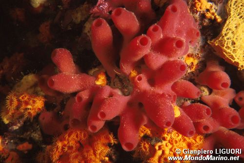 Spugna a canne d'organo (Haliclona mediterranea)