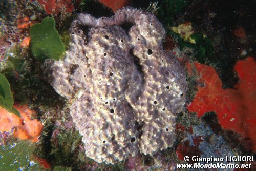 Spugna (Spongia n.d.)