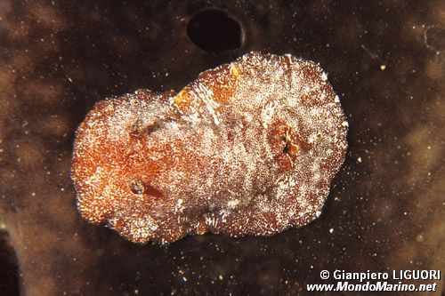 Doride argo (Platydoris argo)