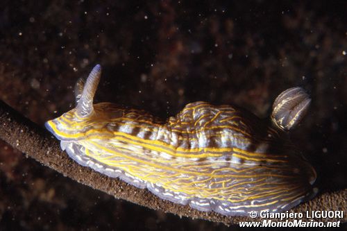 Doride di villafranca (Hypselodoris villafranca)