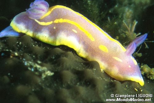 Chromodoris krohni (Chromodoris krohni)