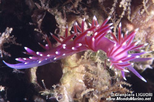 Flabellina pedata (Flabellina pedata)