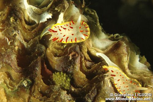 Doride dalle papille rosse (Diaphorodoris papillata)