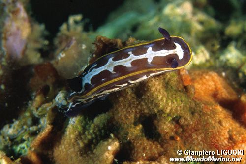 Doride di Fontandrau (Hypselodoris fontandraui)