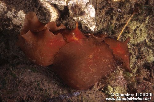 Lepre di mare (Aplysia depilans)