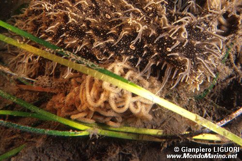 Bursatella (Bursatella leachi)