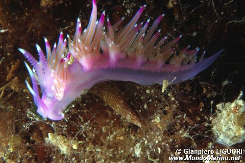 Flabellina rosa (Flabellina affinis)