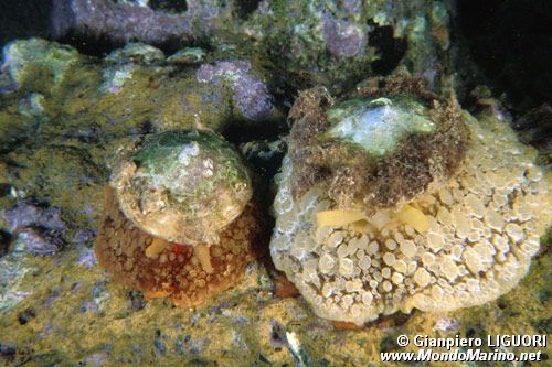 Lumaca ad ombrello (Umbraculum umbraculum)