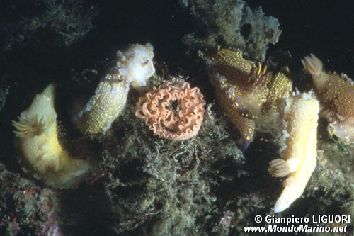 Doride dipinto (Hypselodoris picta)