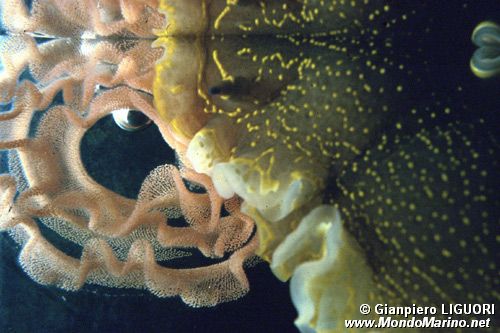 Doride dipinto (Hypselodoris picta)