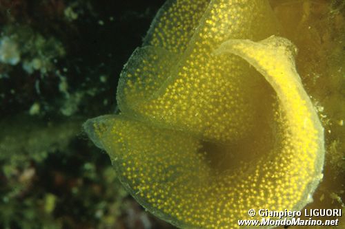 Ovatura (n.d. n.d.)