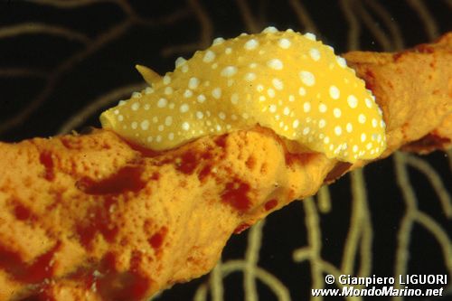 Fillidia mediterranea (Phyllidia flava)