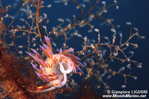 Cratena (Cratena peregrina)