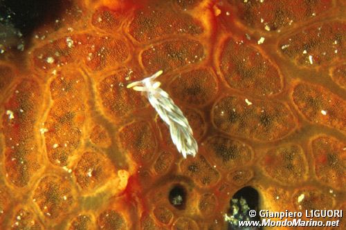 Nudibranco (N.d. n.d.)