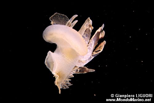 Fimbria (Tethys fimbria)