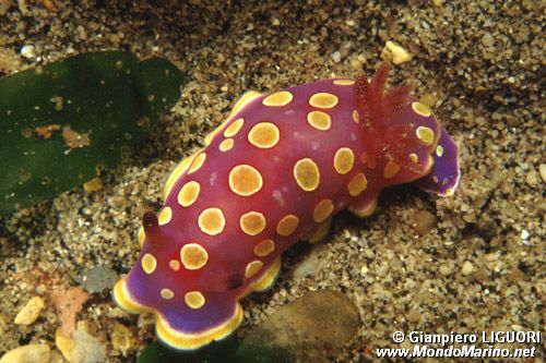 Cromodoride a pois gialli (Chromodoris luteorosea)