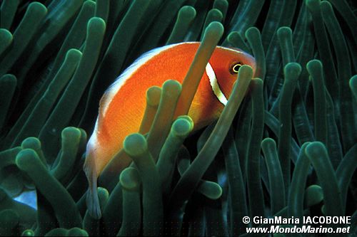 Pesce pagliaccio rosa (Amphiprion perideraion)