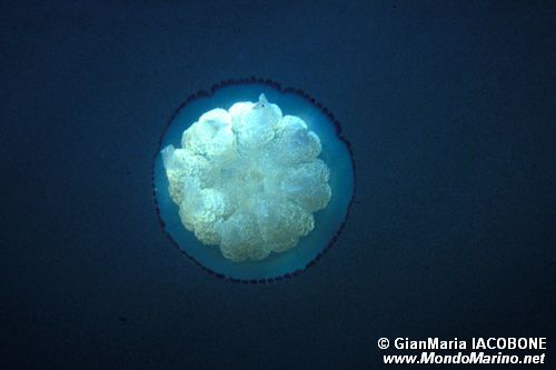 Polmone di mare (Rhizostoma pulmo)