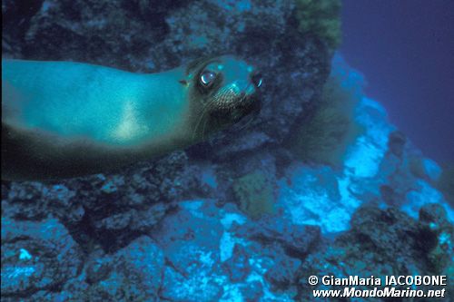 Leone marino delle Galapagos (Zalophus wollebaeki)