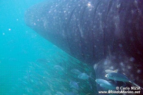 Squalo balena (Rhincodon typus)