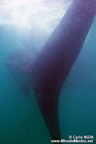 Squalo balena (Rhincodon typus)
