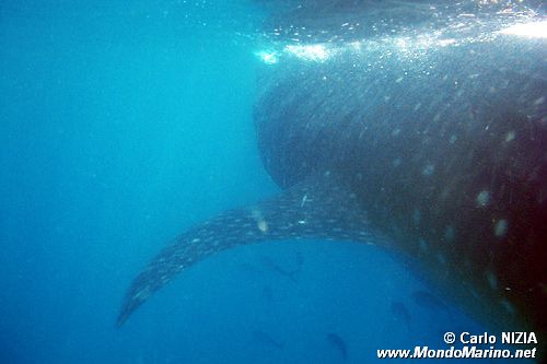 Squalo balena (Rhincodon typus)