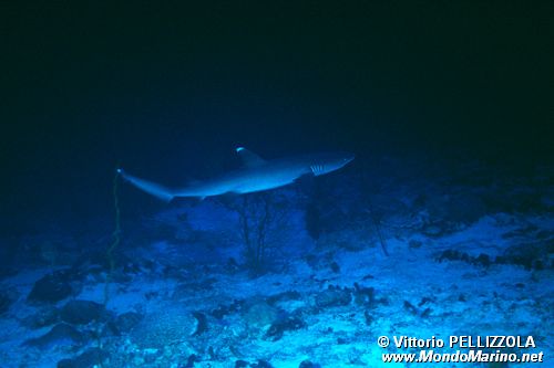 Squalo pinna bianca (Triaenodon obesus)