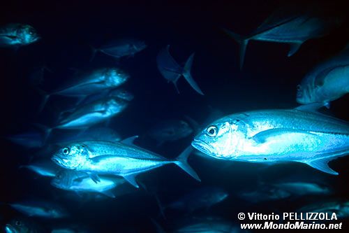 Carangide (Caranx sexfasciatus)