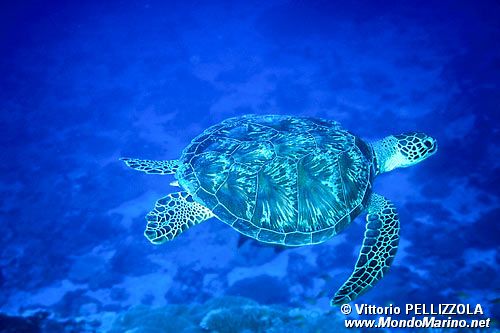 Tartaruga verde (Chelonia mydas)