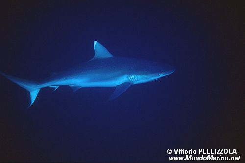 Squalo grigio del reef (Carcharhinus amblyrhynchos)