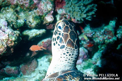 Tartaruga verde (Chelonia mydas)