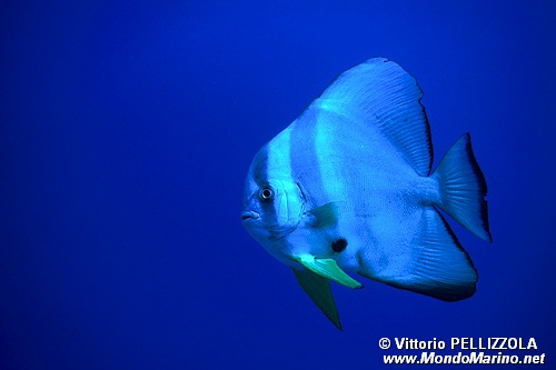 Pesce pipistrello pinna lunga (Platax teira)